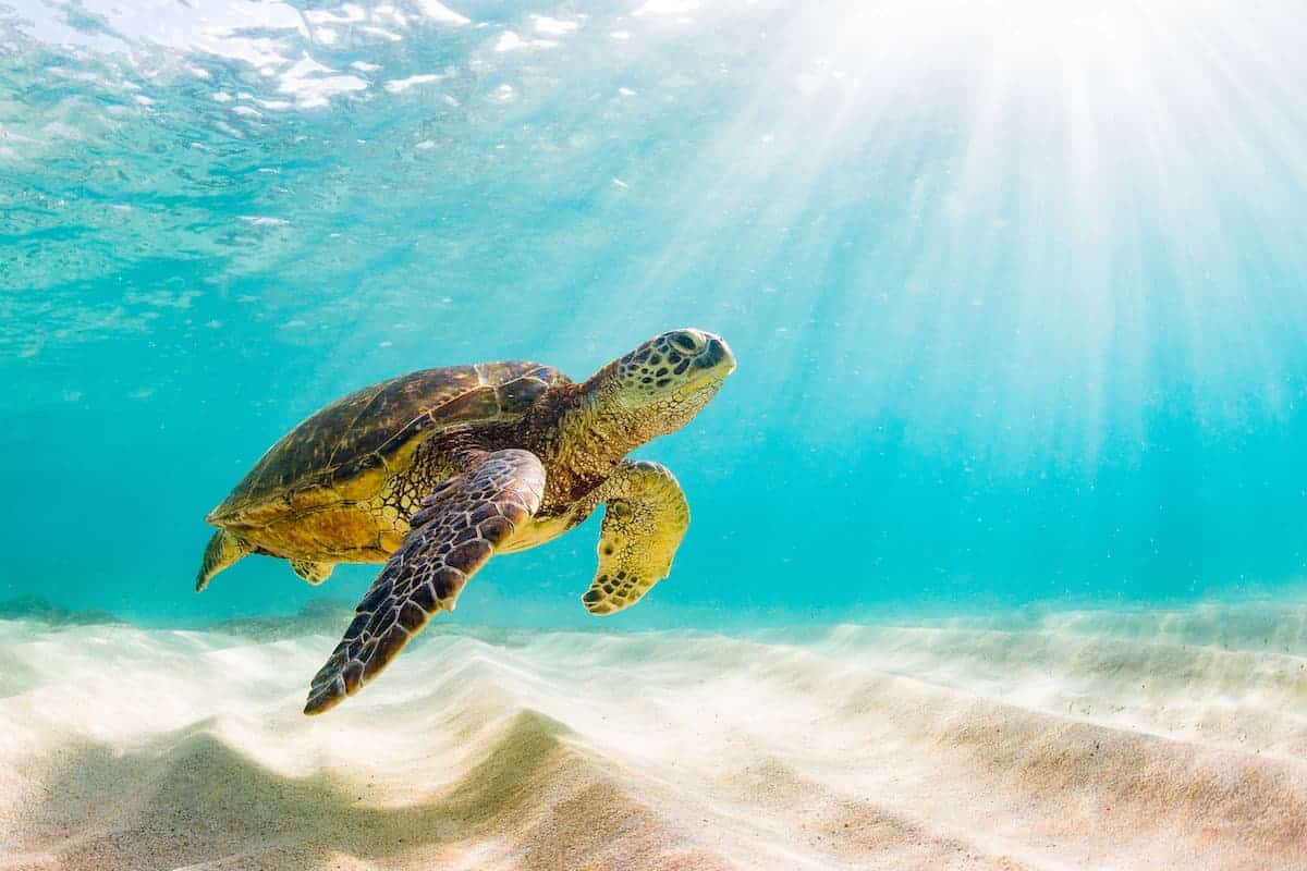 Hawaii Schildkröte